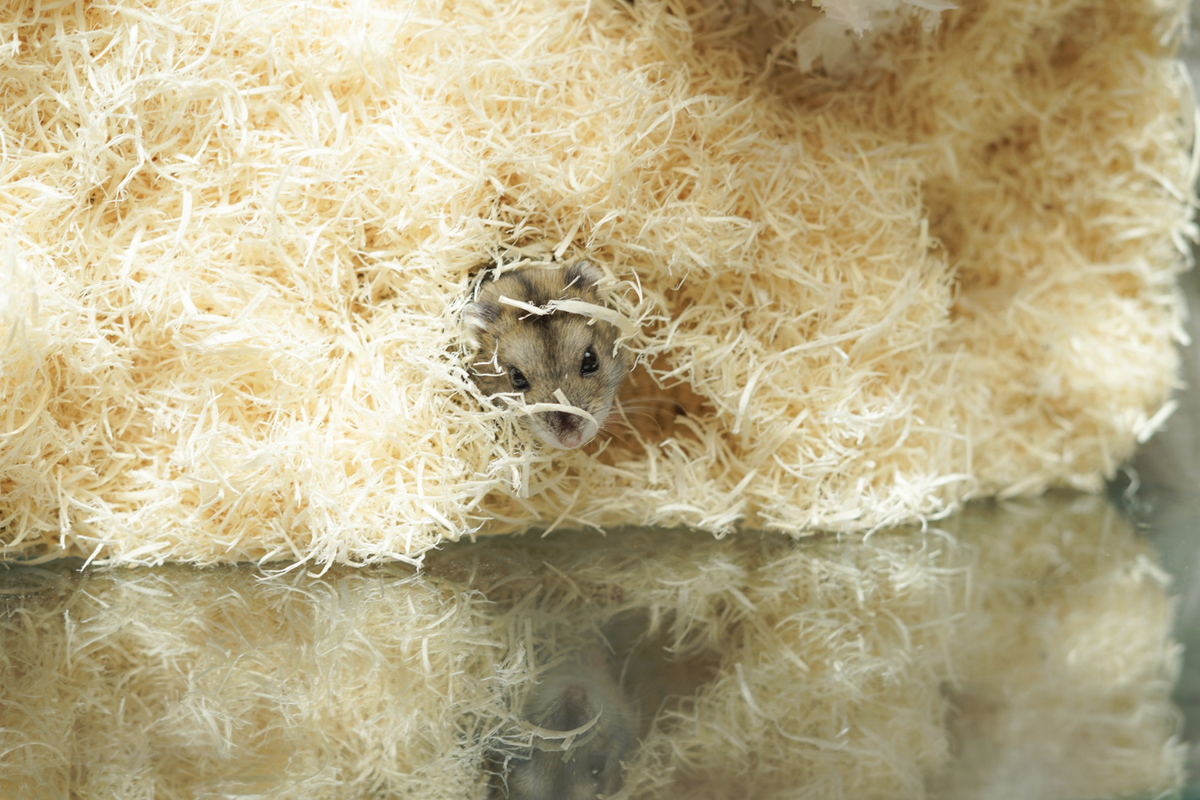 ASPEN BEDDING